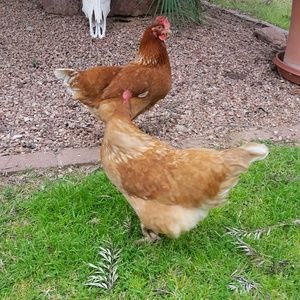 Meet your Posher, Penny